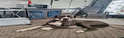 Great Dane dogs for sale: Great dane - Advert 1
