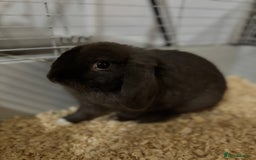 Mini Lop rabbits for sale: Male Chocolate Mini lop - Image 1
