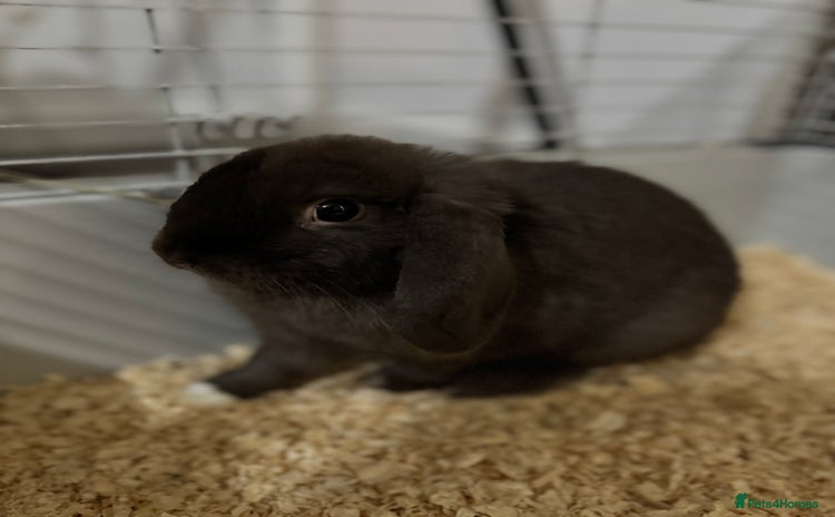 Mini Lop rabbits - Advert 9