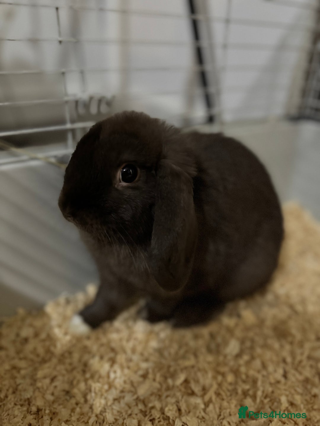 Mini Lop rabbits for sale: Male Chocolate Mini lop - Image 1