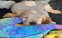 Cocker Spaniel dogs for sale: 4 Beautiful Puppies. KC Sable Show Cocker Puppies  - Image 19