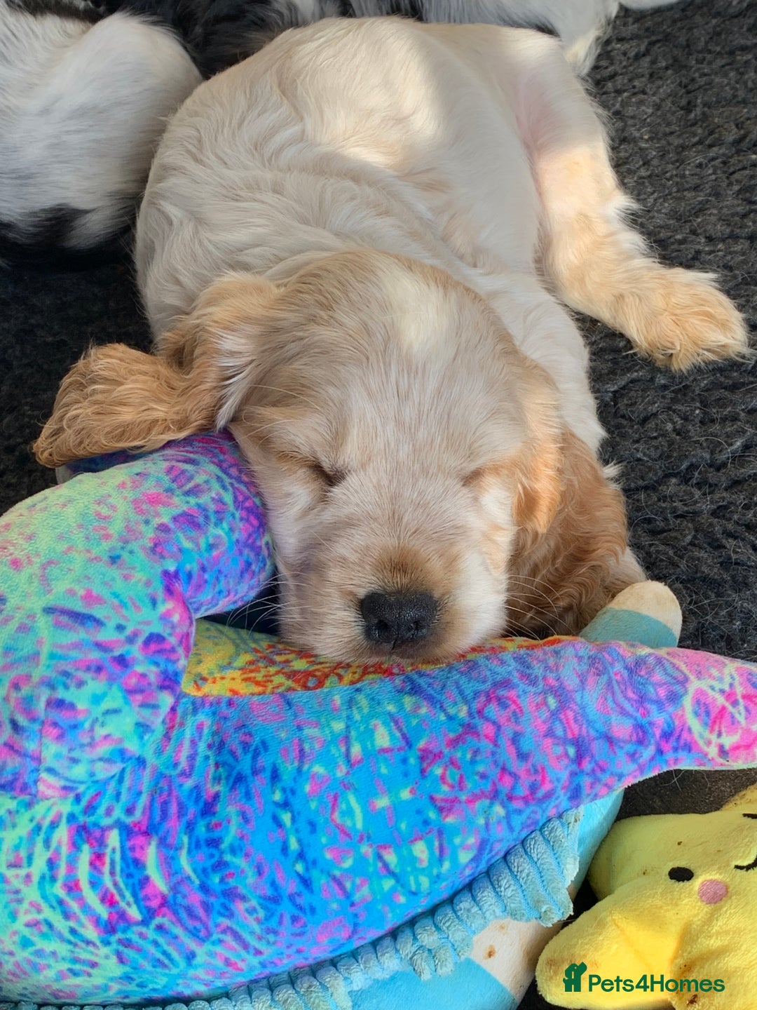 Cocker Spaniel dogs for sale: 4 Beautiful Puppies. KC Sable Show Cocker Puppies  - Image 19