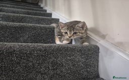 Domestic Shorthair cats for sale: Friendly and Playful Tabby Kitten - Image 5