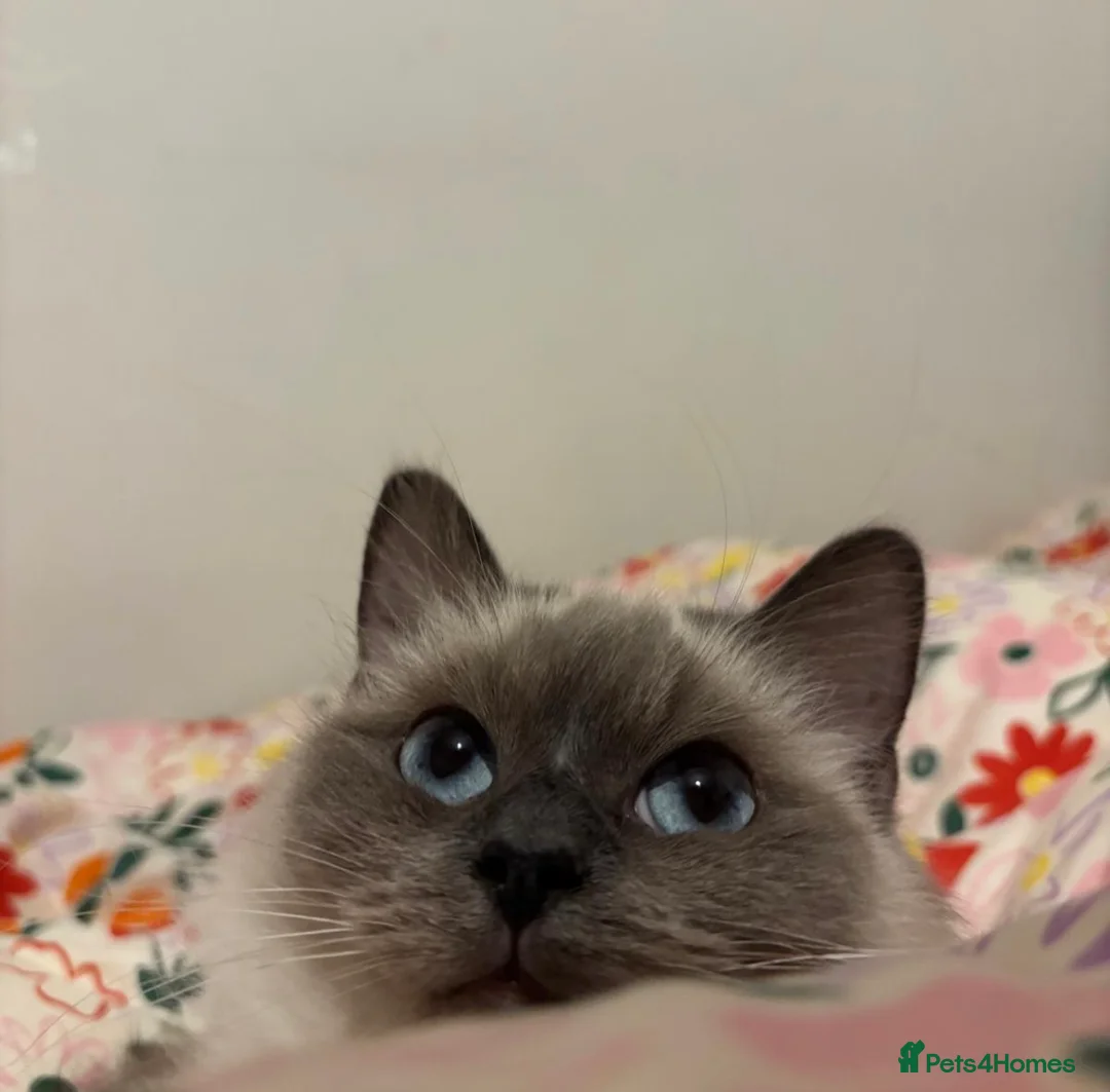 Ragdoll cats for sale: Affectionate ragdoll looking for a new home in Blyth - Advert 3