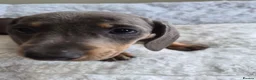 Miniature Dachshund dogs for sale: Miniature Dachshund puppies  in Barnsley - Advert 16