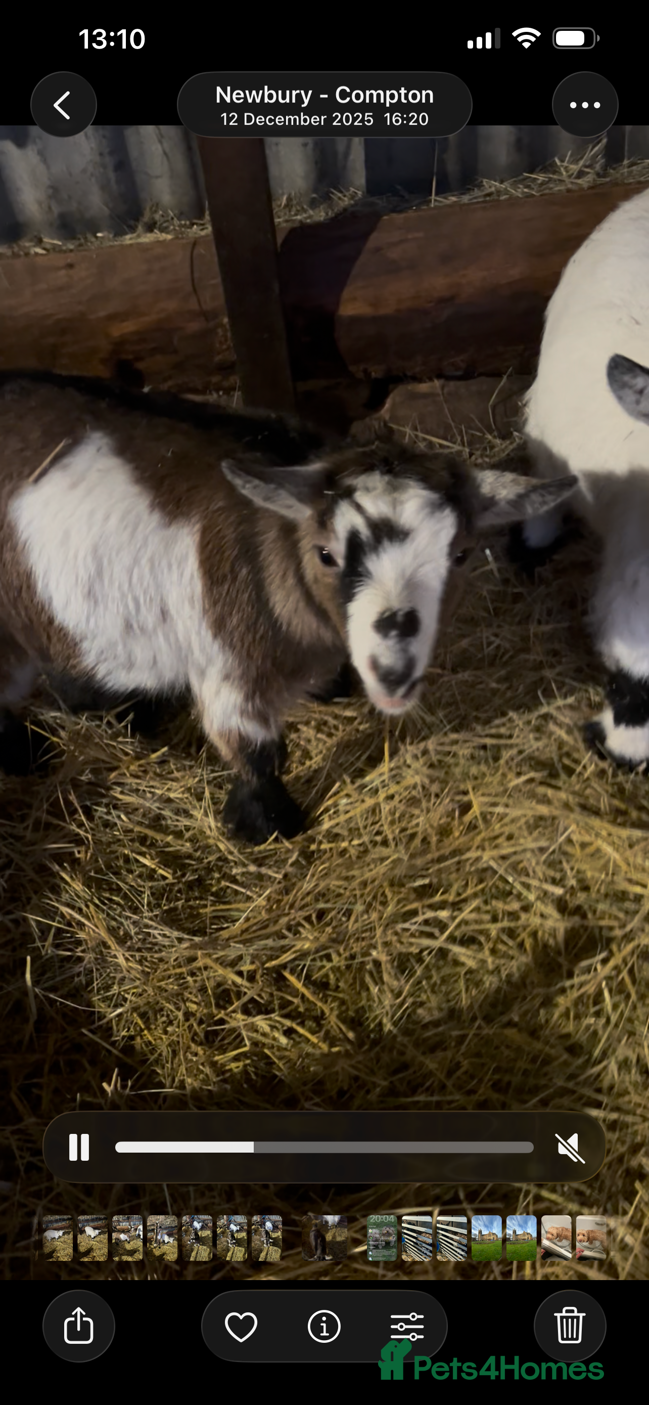 Goats livestock 2 pairs of gorgeous Pygmy Goat females - Advert 3
