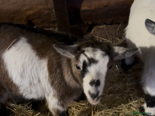 Goats livestock 2 pairs of gorgeous Pygmy Goat females - Advert 3