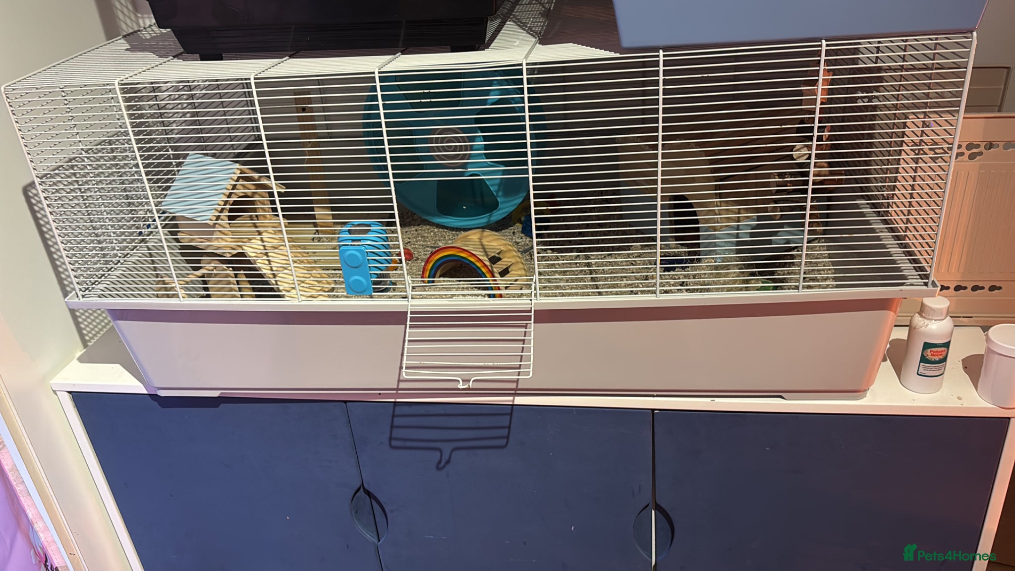 Hamster rodents Lovely friendly female Syrian hamster  - Advert 2