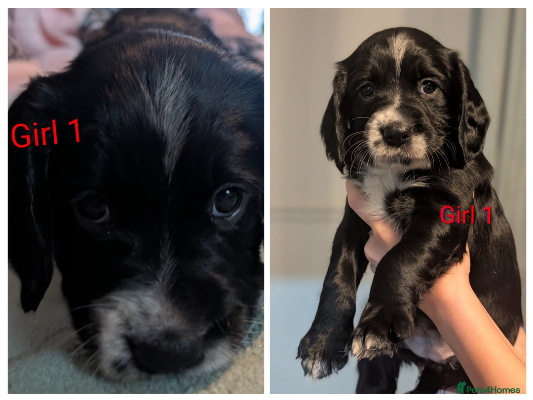 Sprocker dogs for sale: Chunky Sprocker Spaniel puppies - Advert 13