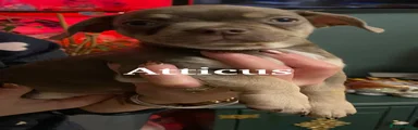 Atticus 