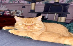 British Shorthair cats for sale: Re homing this Beautiful Boy - Image 19