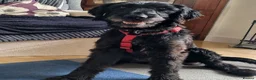 Mixed Breed dogs for adoption: 🐾❤️ HELGA FOR ADOPTION IN CORNWALL OR DEVON ❤️🐾 - Advert 18