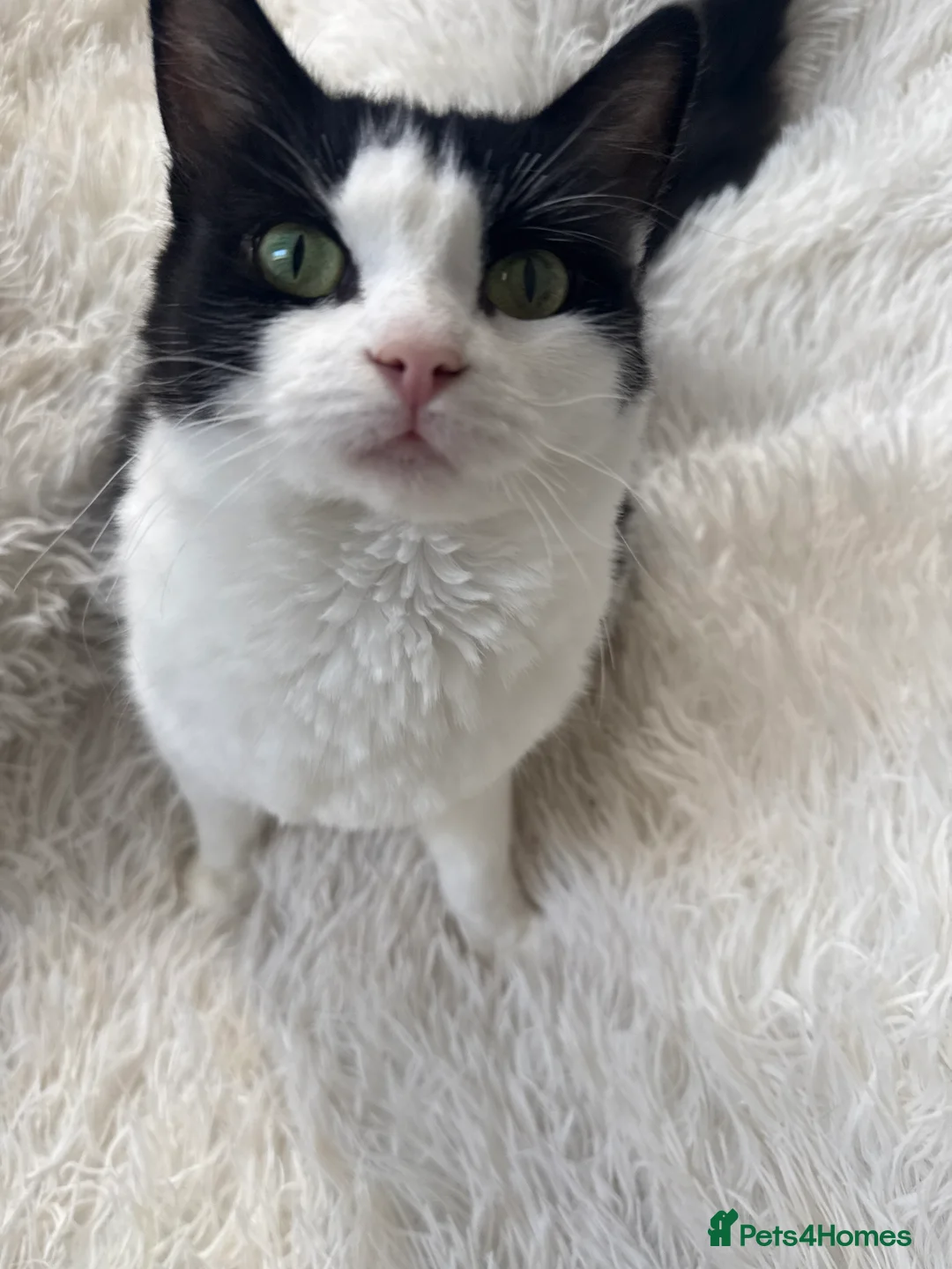 British Longhair cats for sale: 2 little girls ready  - Advert 2