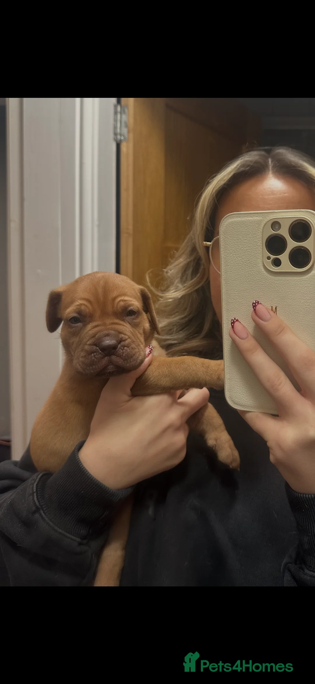 Dogue De Bordeaux dogs for sale: CHAMPION BLOODLINE chunky Dogue de Bordeaux Pup - Advert 30