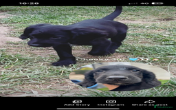 Mixed Breed dogs for sale: * Spangold Retrievers 2 beautiful boys left * - Image 11