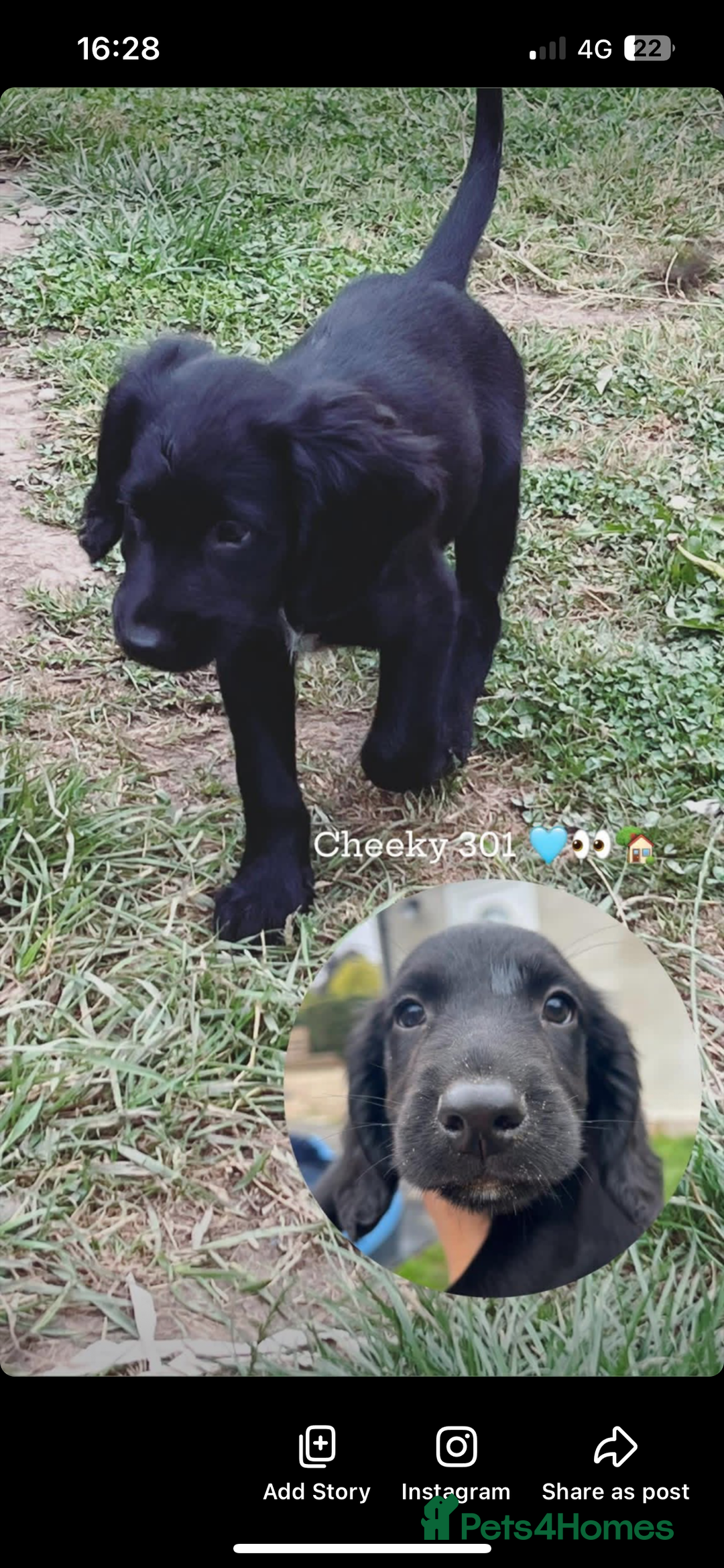 Mixed Breed dogs for sale: * Spangold Retrievers 2 beautiful boys left * - Image 11