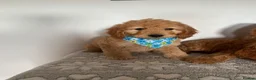 Cockapoo dogs for sale: Gorgeous litter of cockapoo puppies for sale  in Liverpool - Advert 6