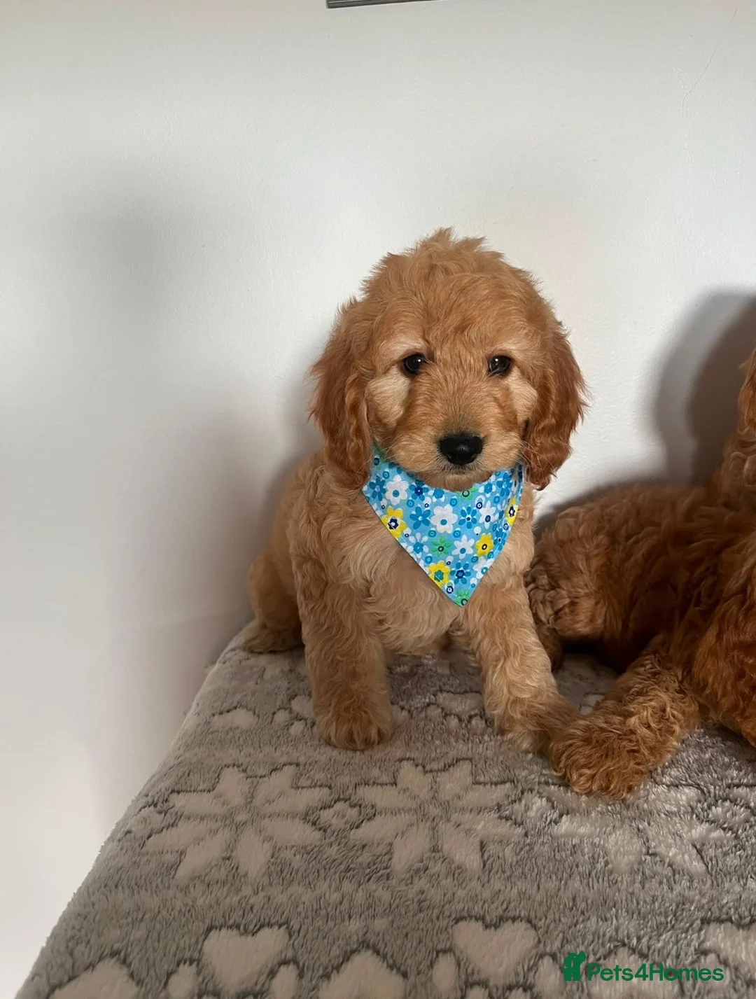 Cockapoo dogs for sale: Gorgeous litter of cockapoo puppies for sale  - Advert 2