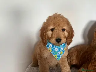 Cockapoo dogs Gorgeous litter of cockapoo puppies for sale - Advert 8