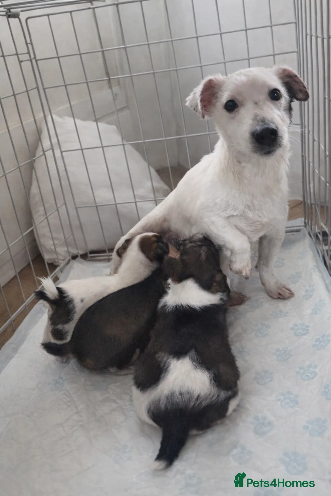 Jack Russell dogs for sale: Chunky Jack Russell pups - Advert 11