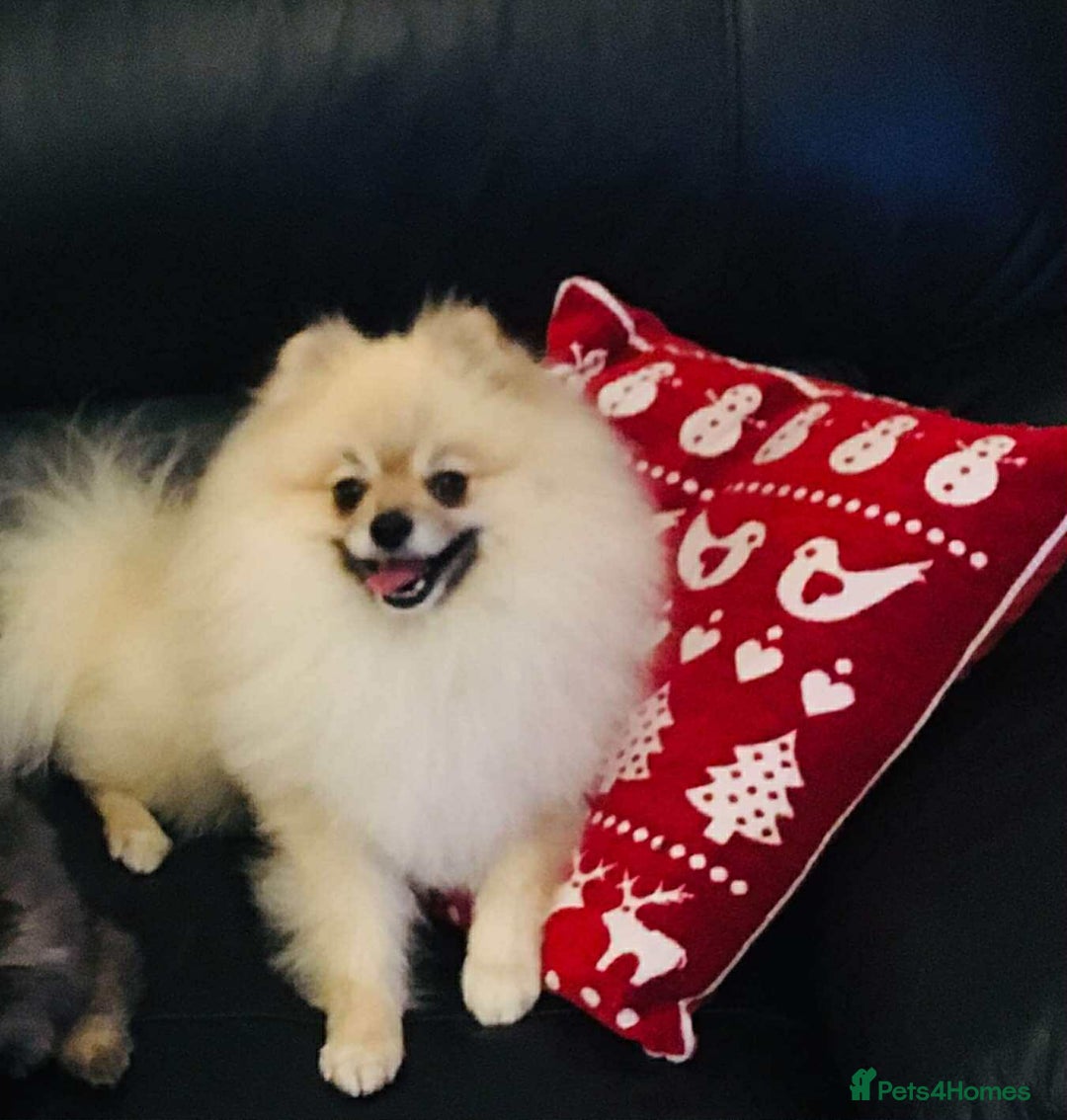 Pomeranian dogs for sale: Pomeranian puppies - Advert 15