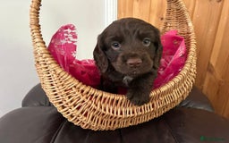 Cocker Spaniel dogs for sale: Final 2 pups in the Litter - Image 1