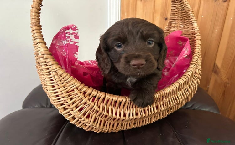 Cocker Spaniel dogs - Advert 15