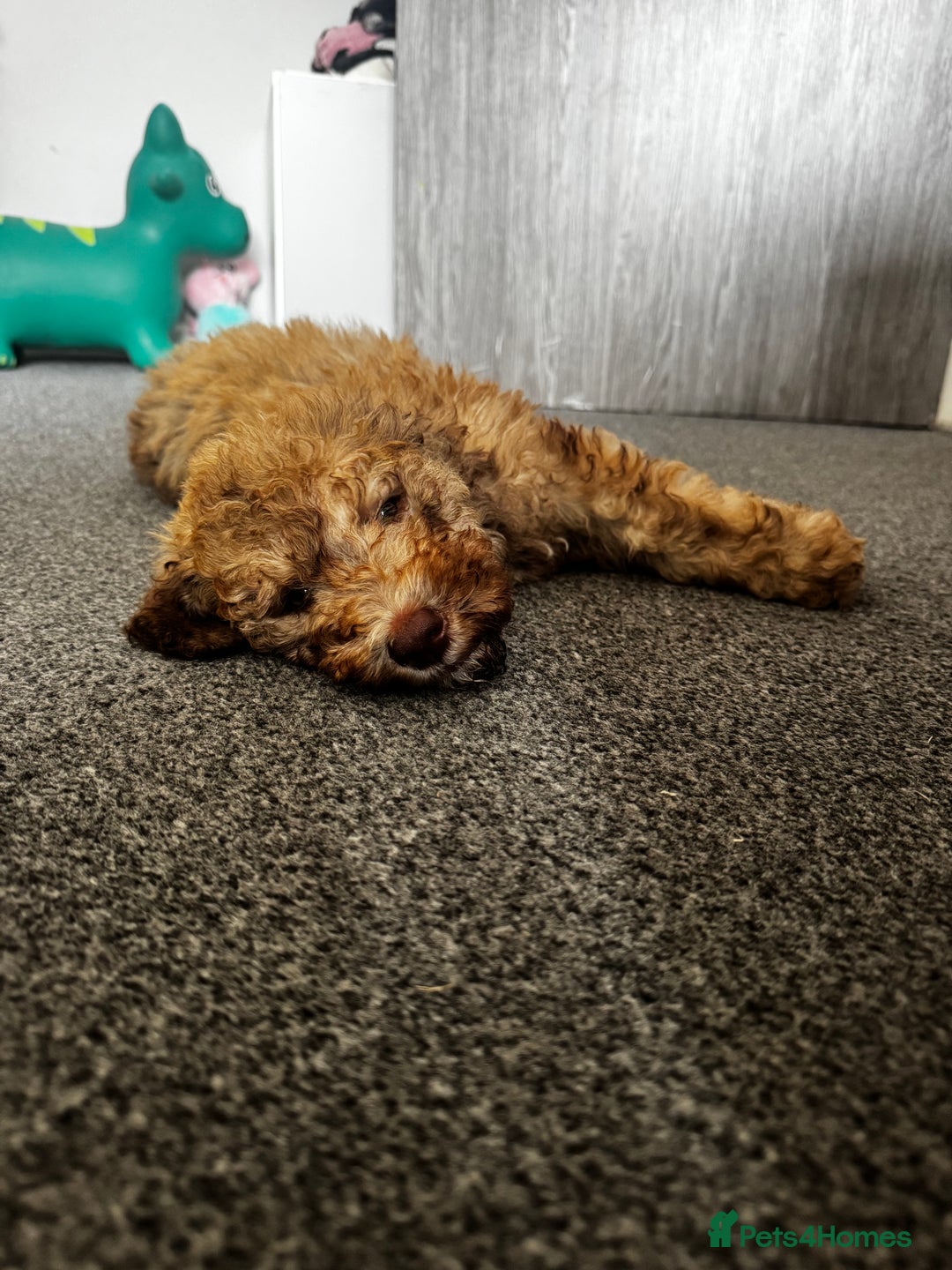 Cockapoo dogs for sale: Berdoodle 11 weeksold FULLY VACCINATED  - Image 14