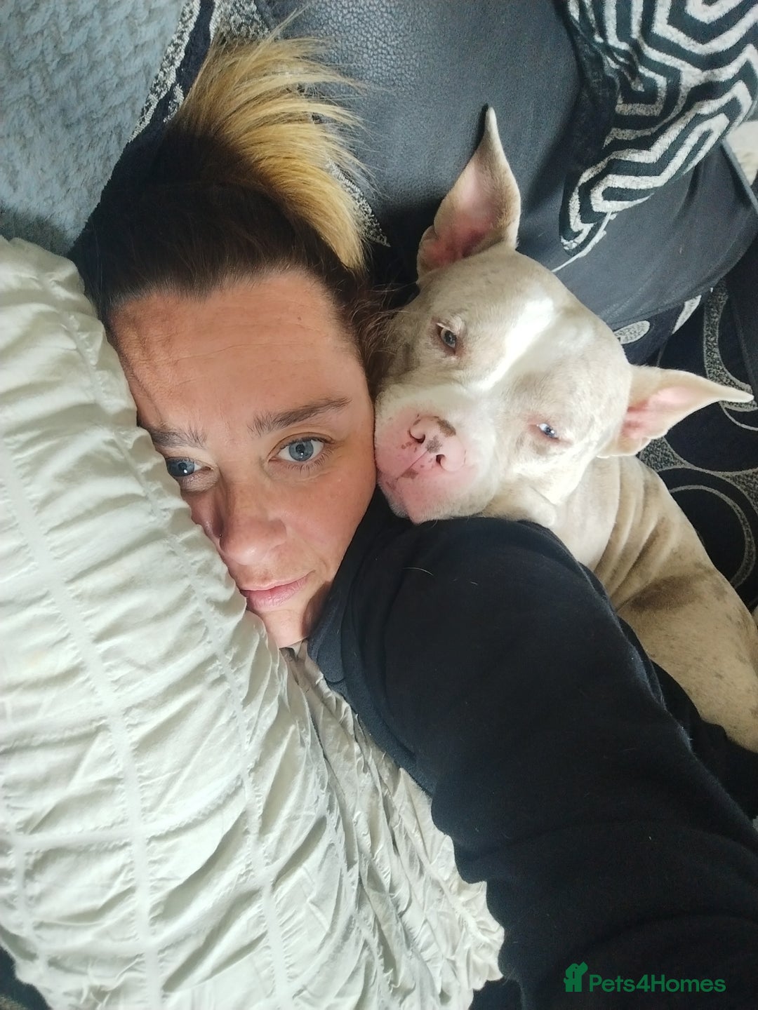 Mixed Breed dogs for sale: TINK  - Image 3