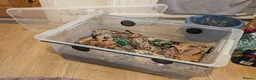 Isopods invertebrates for sale: Porcellio laevis colony plus setup - Advert 2