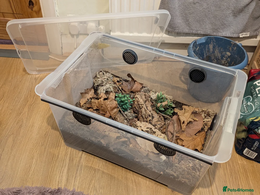 Isopods invertebrates for sale: Porcellio laevis colony plus setup - Advert 2