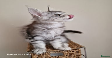 Maine Coon cats - Advert 7
