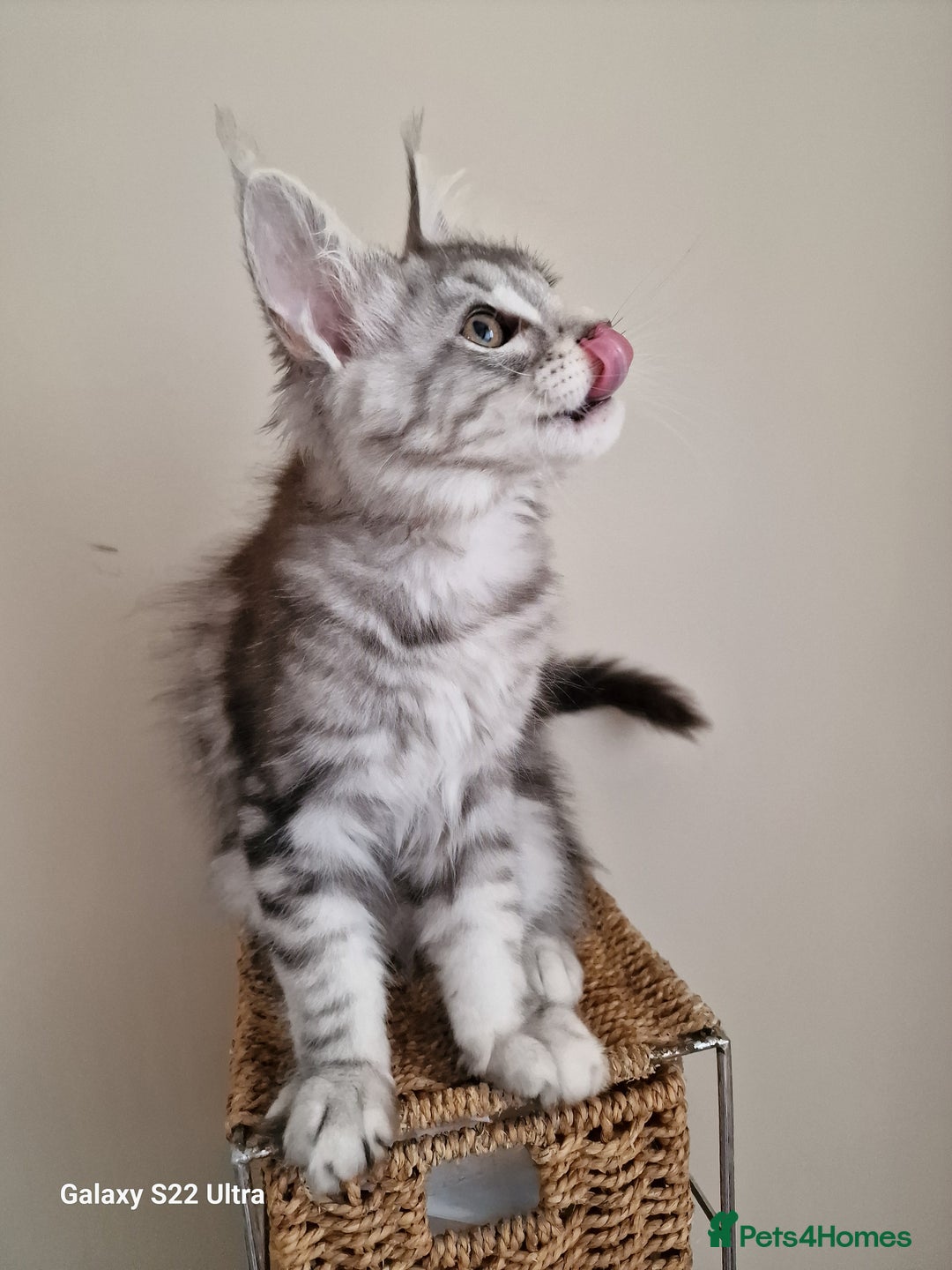 Maine Coon cats for sale: 🥰MC Kittens🥰 - Image 2