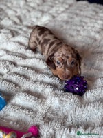 Miniature Dachshund dogs - Advert 1