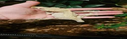 Gecko reptiles for sale: crested geckos please read the description  - Advert 9