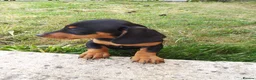Miniature Dachshund dogs for sale:  boy dachshund Puppie ready to leave  - Advert 3