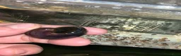 Snails fish for sale: Purple Mystery Snails - Advert 4