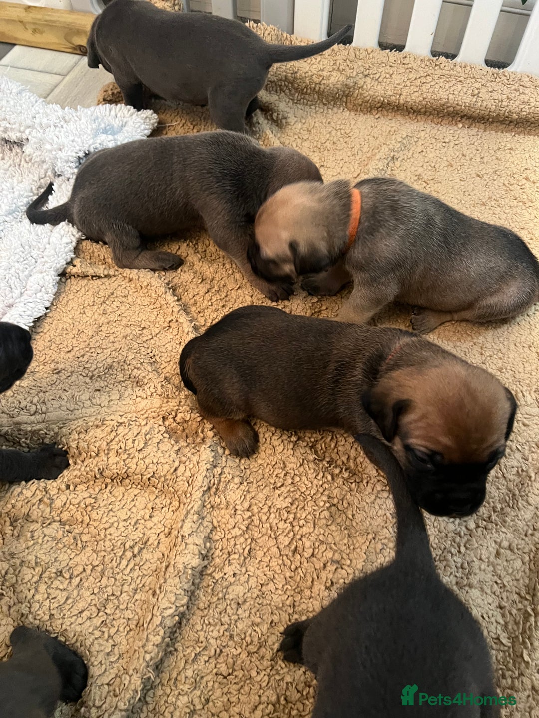 Cane Corso dogs for sale: Cane corsos puppies  - Advert 12