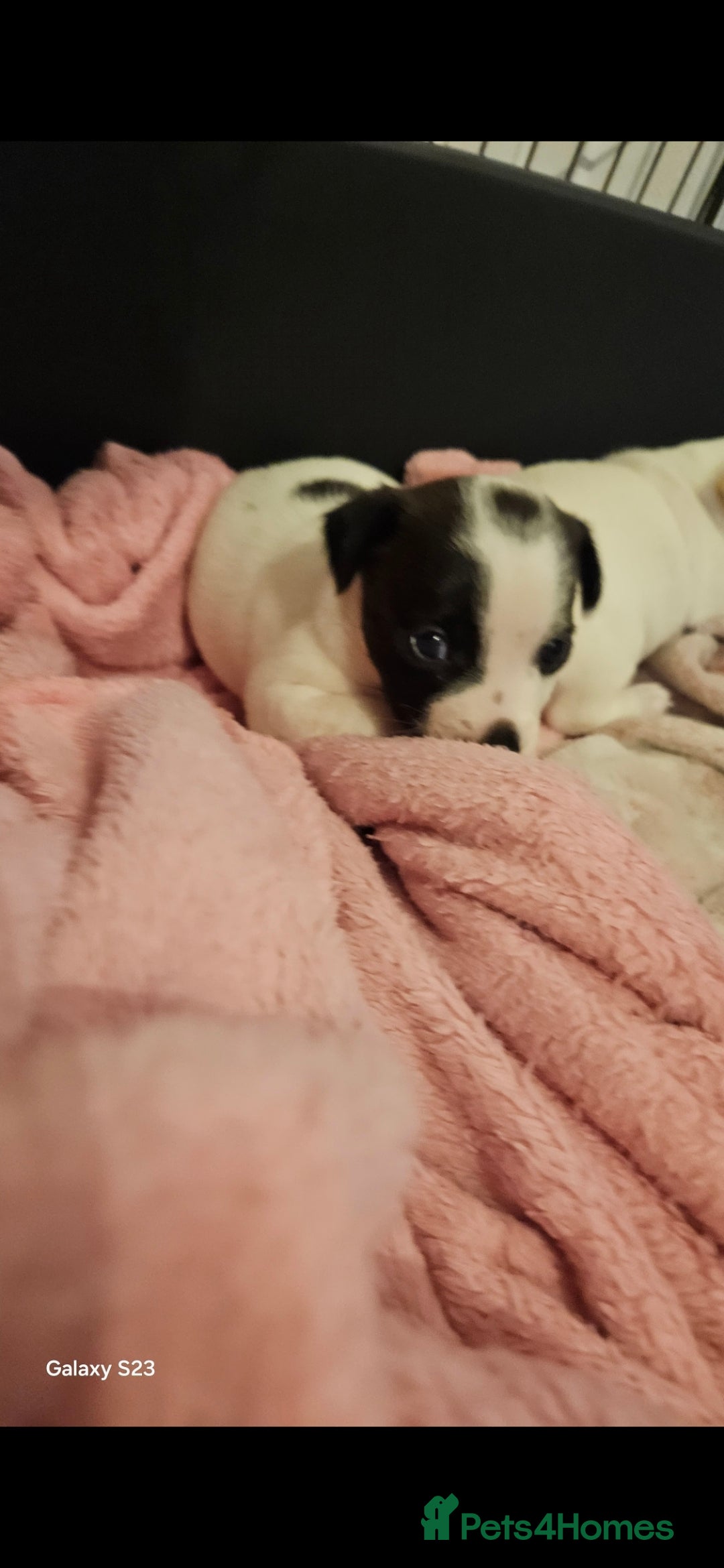 Jack Russell dogs for sale: 2 beautiful jack russel puppies  - Image 3