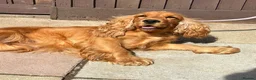 Cocker Spaniel dogs for sale: Show Type English Cocker Spaniel Puppies for sale  - Advert 1