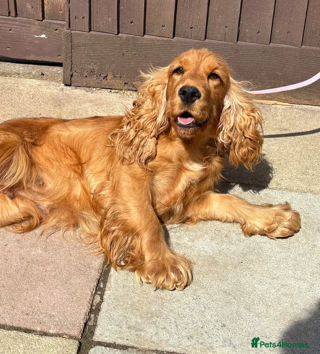 Cocker Spaniel dogs for sale: Show Type English Cocker Spaniel Puppies for sale  - Advert 1