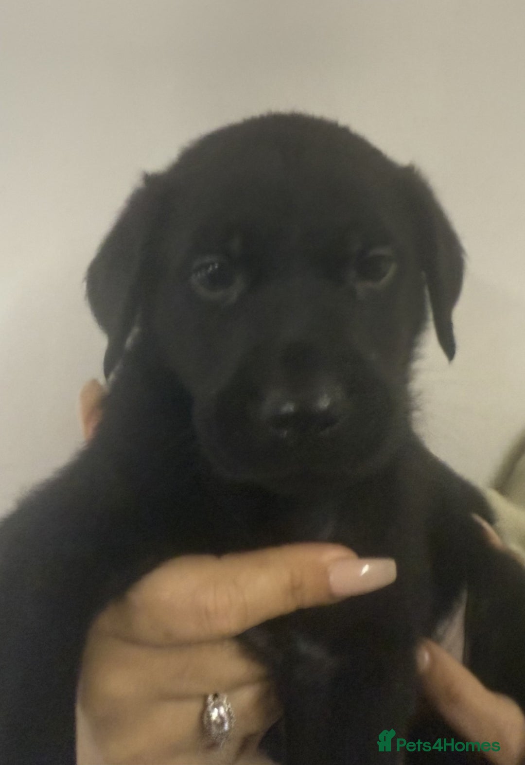 Labrador Retriever dogs for sale: Labrador Puppies For Sale - Advert 7