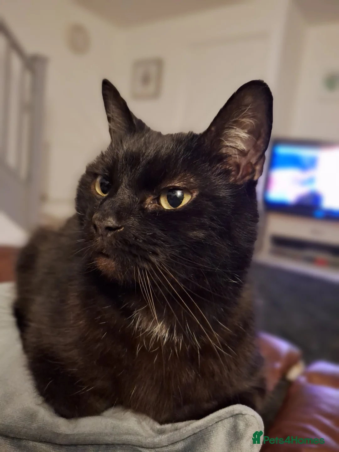 Domestic Shorthair cats for sale: Jaguar needs a new home - Advert 15