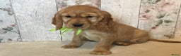 Mixed Breed dogs for sale: Adorable/ Social/Confident Cockalier pups - Advert 24