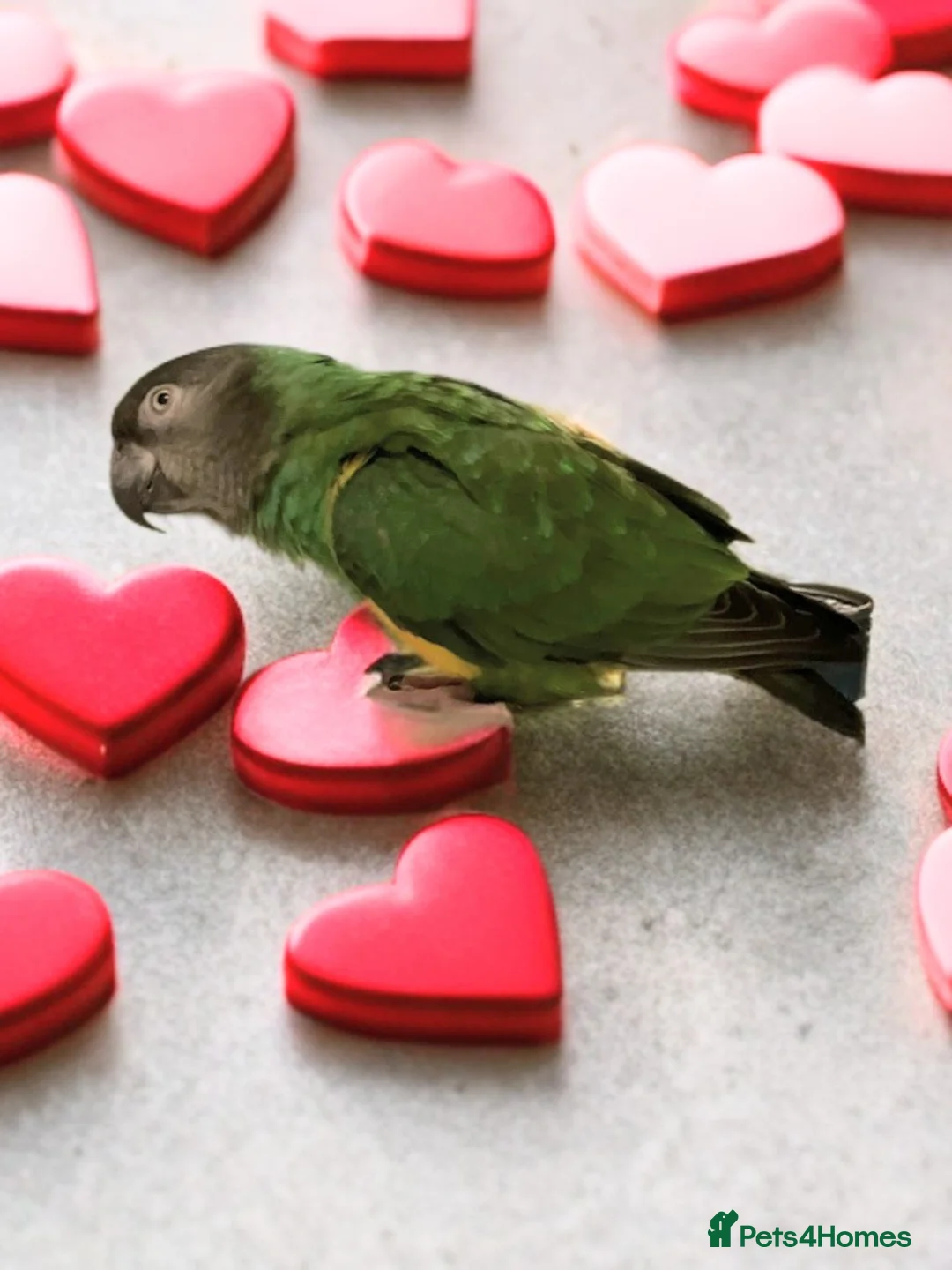 Parrots birds for sale: Senegal parrot 4 babies available very friendly - Advert 3