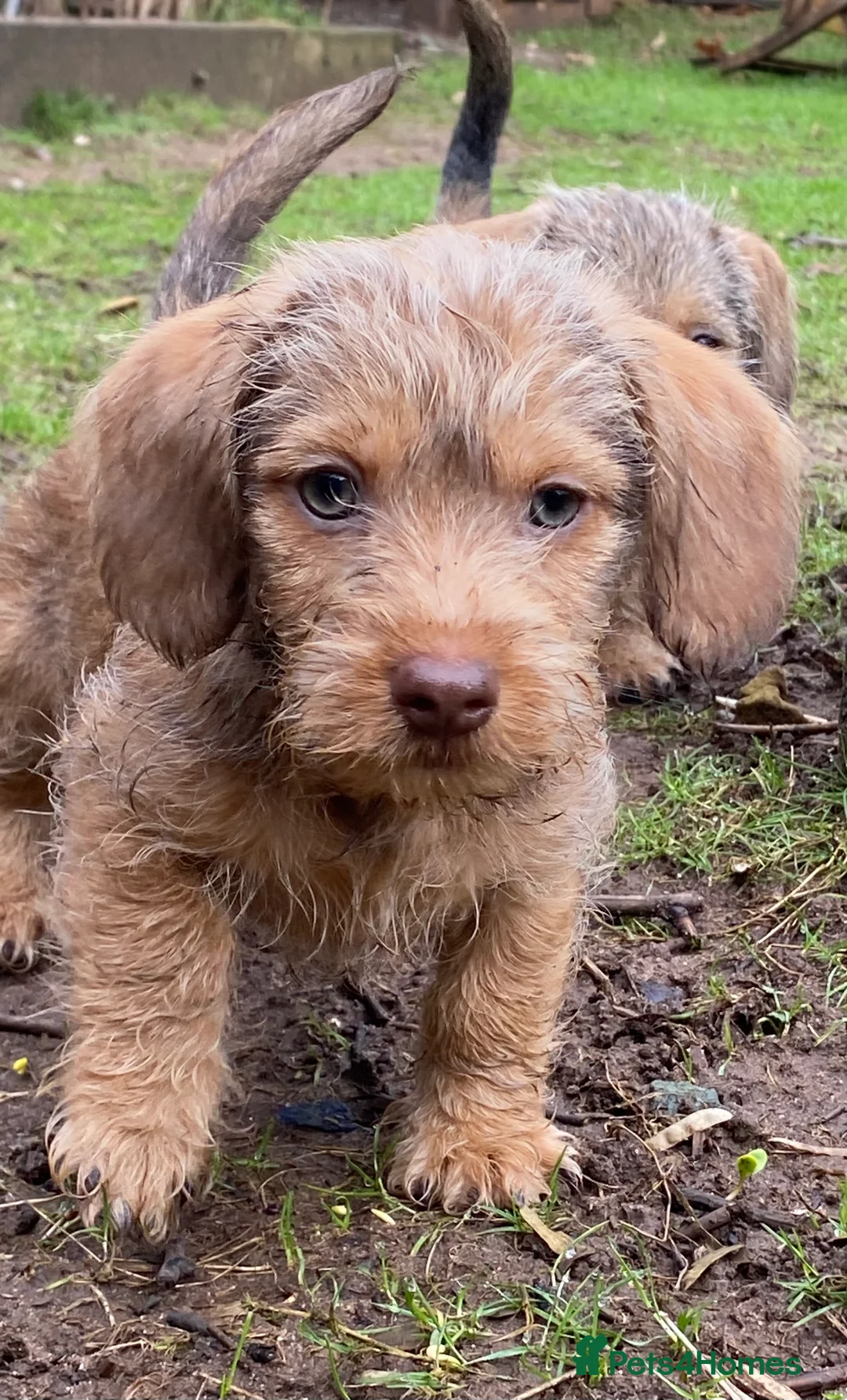 Dachshund dogs for sale: Schweenie puppies  - Advert 3