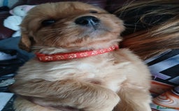 Golden Retriever dogs for sale: 🐾 Golden Retriever Puppies – Ready Soon! 🐾 - Image 25