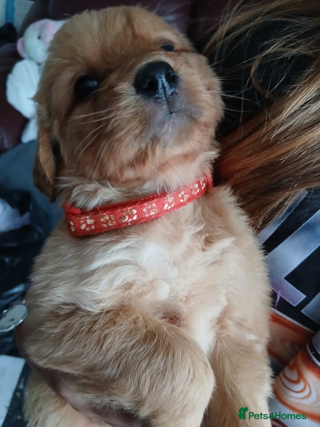 Golden Retriever dogs for sale: 🐾 Golden Retriever Puppies – Ready Soon! 🐾 - Image 25