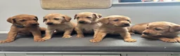 Labrador Retriever dogs for sale: 10 adorable fox red Labrador puppies  - Advert 15