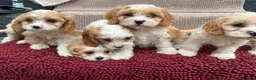 Cavapoo dogs for sale: Beautiful Cavapoo Puppies  - Advert 5